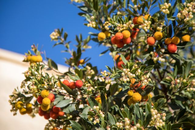 Uliveti, vigneti, corbezzoli, peri, gelsi, agrumi… nel nostro borgo, sono la natura e il silenzio a fare da padroni.

Prenota la tua vacanza in Masseria: 

📩 reservation@masserialilei.it
☎️ 0832 19 81 379

#masserialilei #naturalstay #masseriepugliesi #masseriesalento #masseriepuglia #weareinsalento #salento #puglia #apulia #agriturismoitalia #agriturismosalento #luxurydestination  #luxurytravels #luxurytraveladvisor #luxurystay #travelgoals #visitsalento #italy #salentonight #takemethere #hospitality #luxuryhotel #vivosalento #italian_trips #volgolecce #igersalento