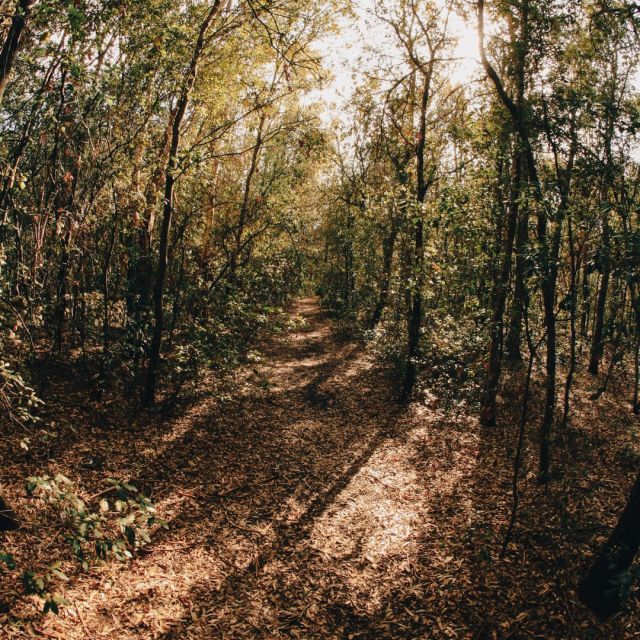 Il Bosco Lilei, parte dell’antica Foresta di querce di Lecce.
Si dice che, un tempo, gli scoiattoli arrivassero da Lecce al Capo di Leuca di albero in albero, senza mai toccare terra.

Masseria Lilei, Natural stay.
📩 reservation@masserialilei.it
☎️ 0832 19 81 379

#masserialilei #naturalstay #masseriepugliesi #masseriesalento #masseriepuglia #weareinsalento #salento #puglia #apulia #agriturismoitalia #agriturismosalento #luxurydestination  #luxurytravels #luxurytraveladvisor #luxurystay #travelgoals #visitsalento #italy #salentonight #takemethere #hospitality #luxuryhotel #vivosalento #italian_trips #volgolecce #igersalento